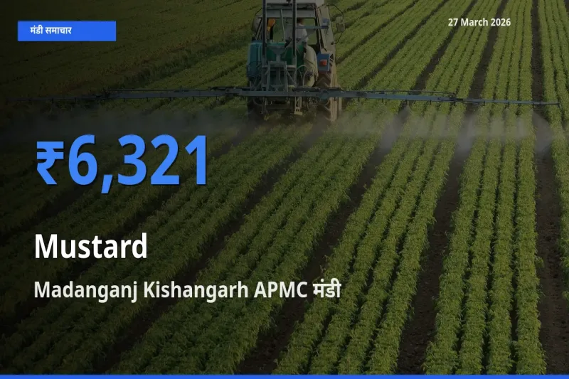 आज का मंडी भाव: सरसों के सबसे ज़्यादा दाम Madanganj Kishangarh APMC में