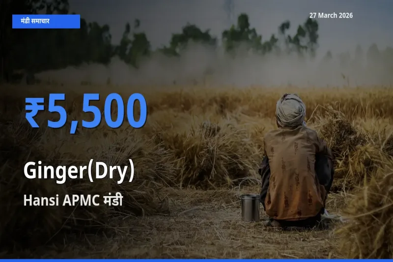 Hansi APMC मंडी में अदरक (सूखा) ₹5,500 पर पहुँचा – आज का सर्वोच्च भाव