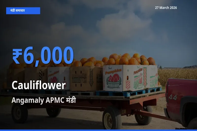 Angamaly APMC मंडी में फूलगोभी ₹6,000 पर पहुँचा – आज का सर्वोच्च भाव