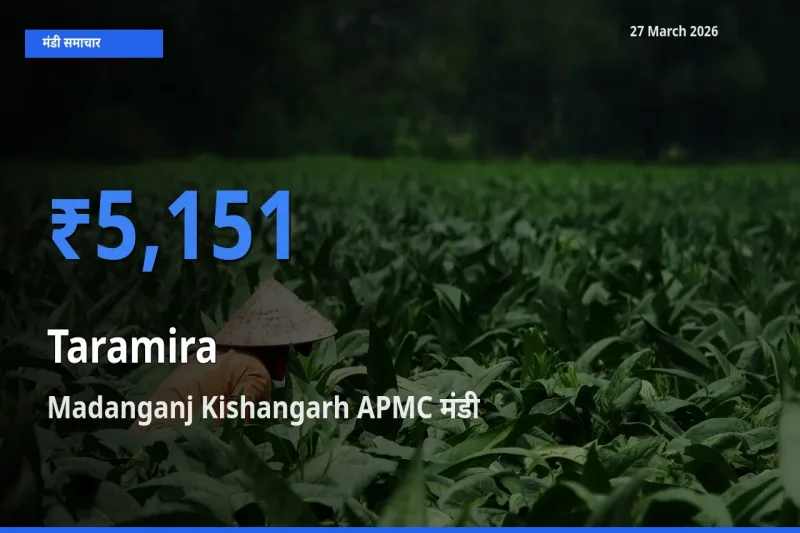 आज का मंडी भाव: तारामीरा के सबसे ज़्यादा दाम Madanganj Kishangarh APMC में