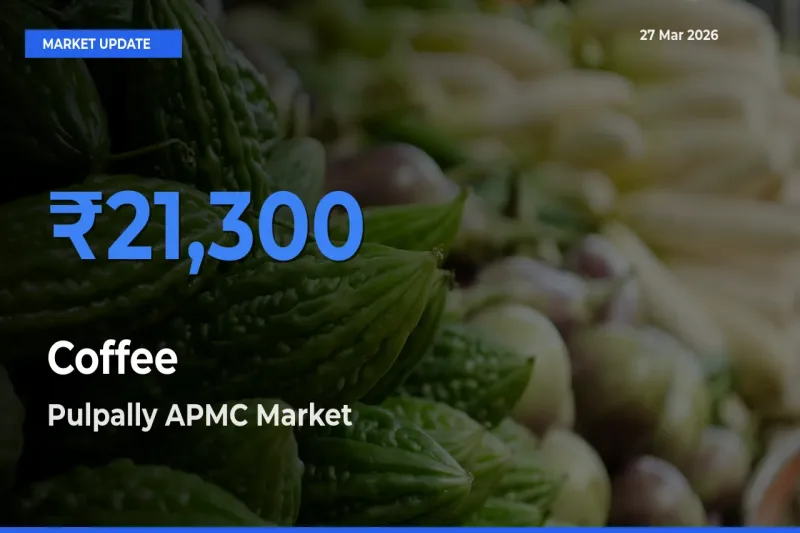 Top Performer! Pulpally APMC Offers Best Coffee Price Today