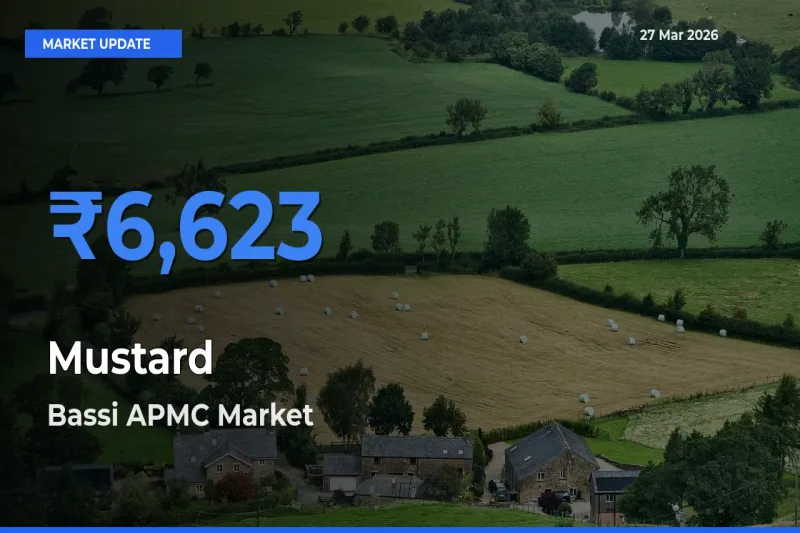Bassi APMC Tops Mustard Rates – March 27 Market Update