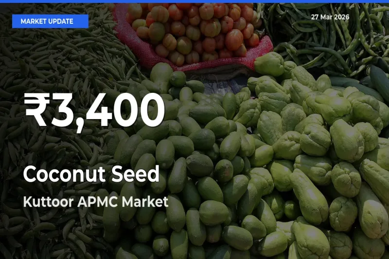 Why Coconut Seed Prices Slumped in Kuttoor APMC – 30-Day Low Today