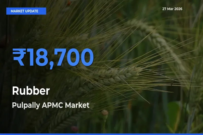 Top Performer! Pulpally APMC Offers Best Rubber Price Today