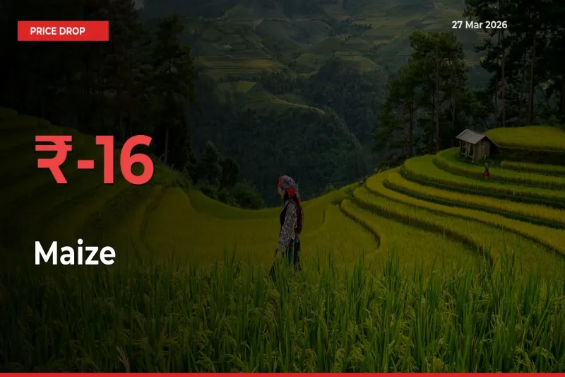 Maize Mandi Rate Today: Prices Fall 16.12% at Market