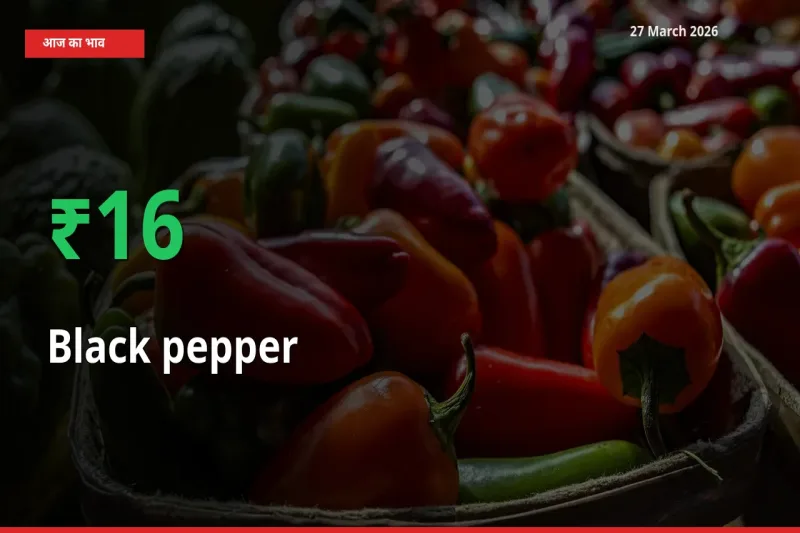काली मिर्च 16% उछला, मंडी