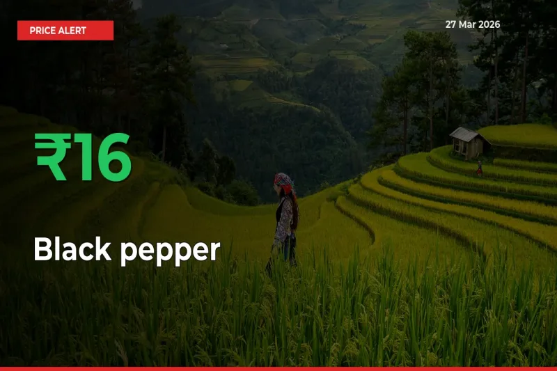 Black pepper Mandi Rate Today: Prices Jump 16% at Market