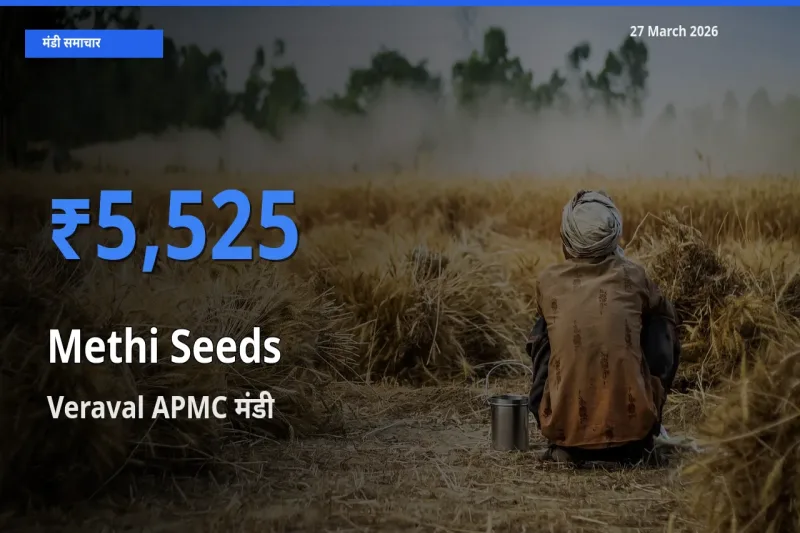 आज मेथी दाना के सबसे ऊँचे दाम ₹5,525 Veraval APMC मंडी में