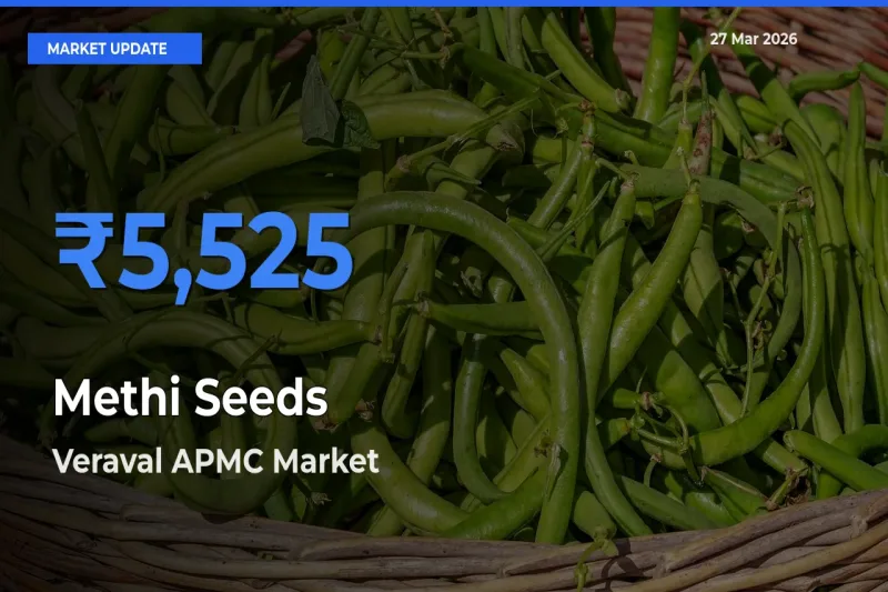 Market Watch: Veraval APMC Becomes Top Mandi for Methi Seeds