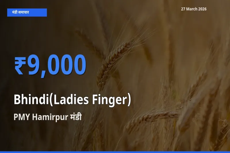 PMY Hamirpur में भिंडी का आज सबसे ऊँचा भाव