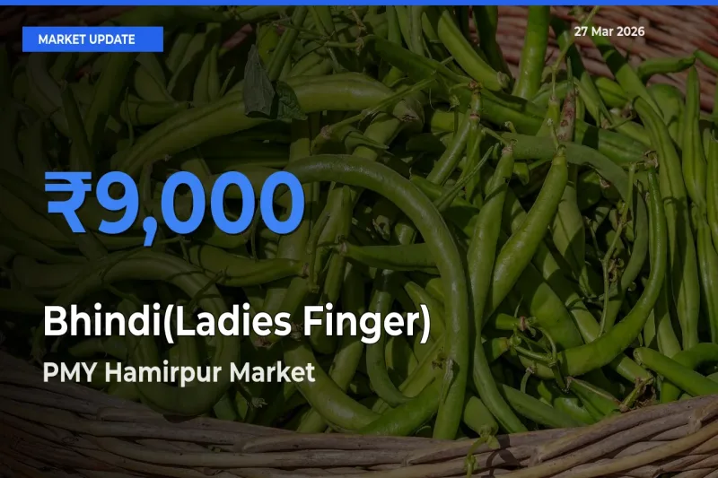 Top Performer! PMY Hamirpur Offers Best Bhindi(Ladies Finger) Price Today