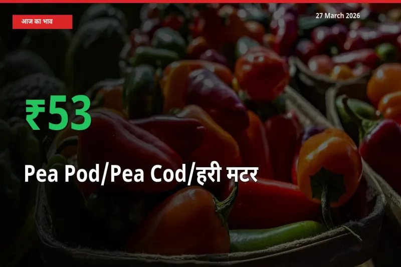 मटर की फली 52.92% उछला, मंडी