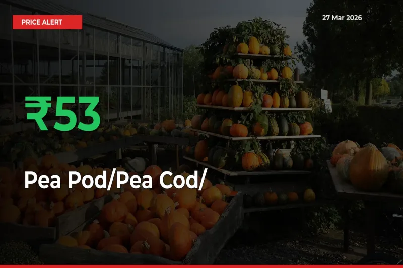 This Mandi Records 52.92% Jump in Pea Pod/Pea Cod/हरी मटर Prices