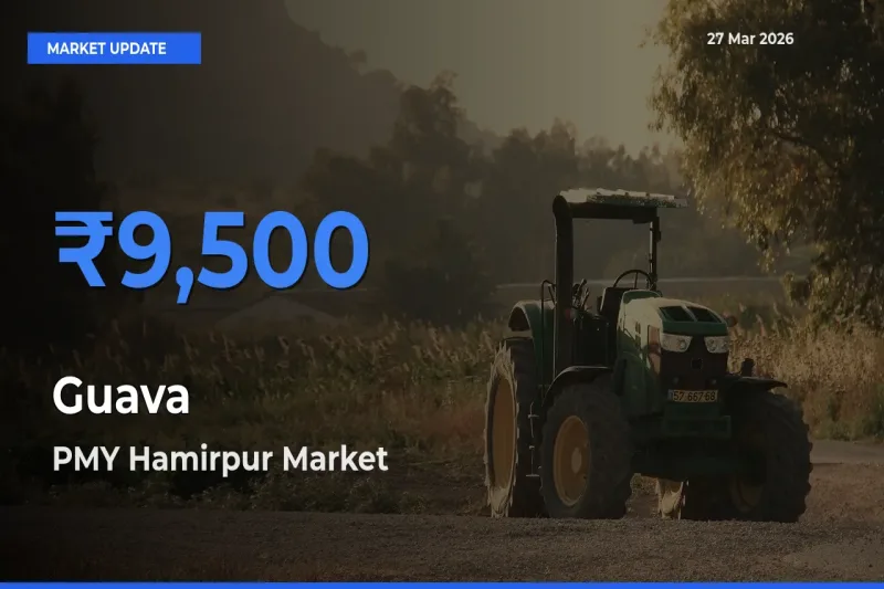 PMY Hamirpur Emerges as Top Mandi for Guava Prices Today