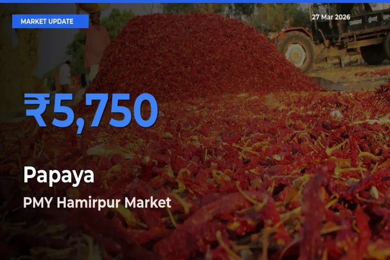 Market Watch: PMY Hamirpur Becomes Top Mandi for Papaya