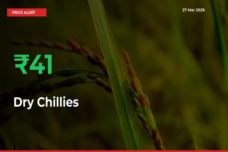Farmers Cheer as Dry Chillies Prices Surge 41.08% in Local Mandis