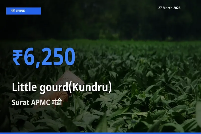 Surat APMC में कुंदरू (टिंडा तोरई) का आज सबसे ऊँचा भाव