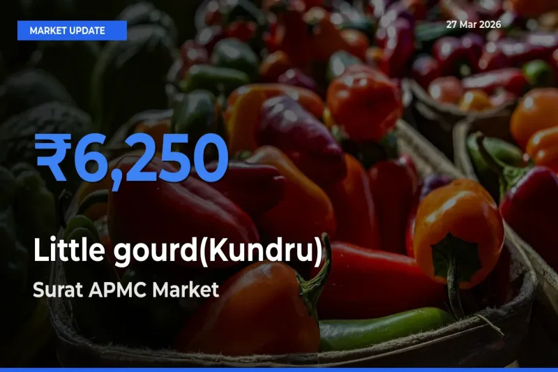 Little gourd(Kundru) Mandi Rate Today: Surat APMC Tops the List