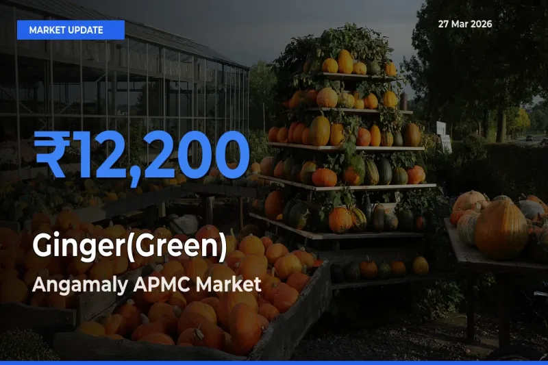 Angamaly APMC Tops Ginger(Green) Rates – March 27 Market Update