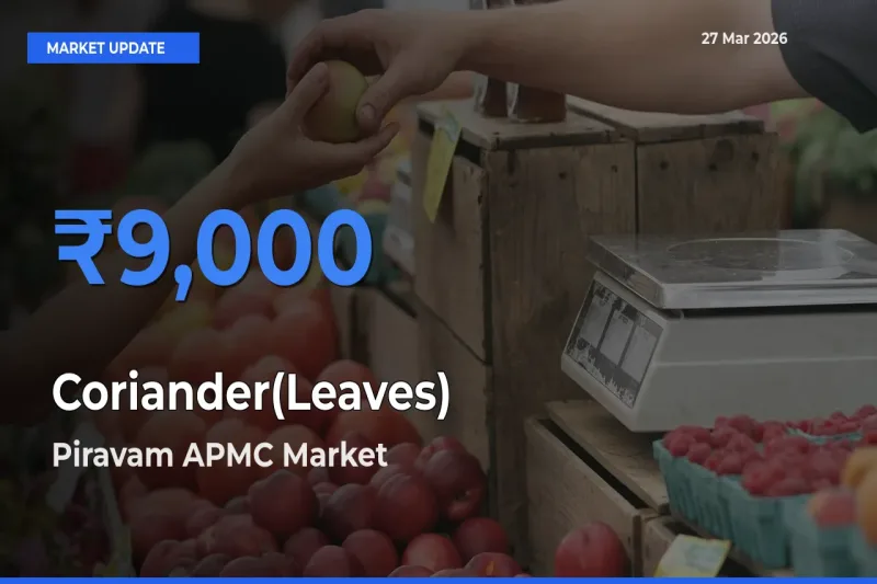 Piravam APMC Emerges as Top Mandi for Coriander(Leaves) Prices Today