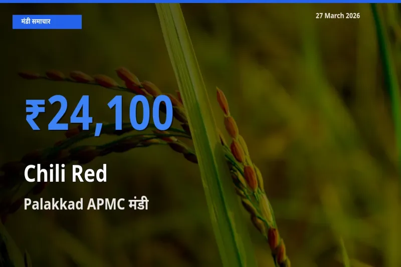 Palakkad APMC मंडी में आज लाल मिर्च के सबसे ऊँचे दाम दर्ज