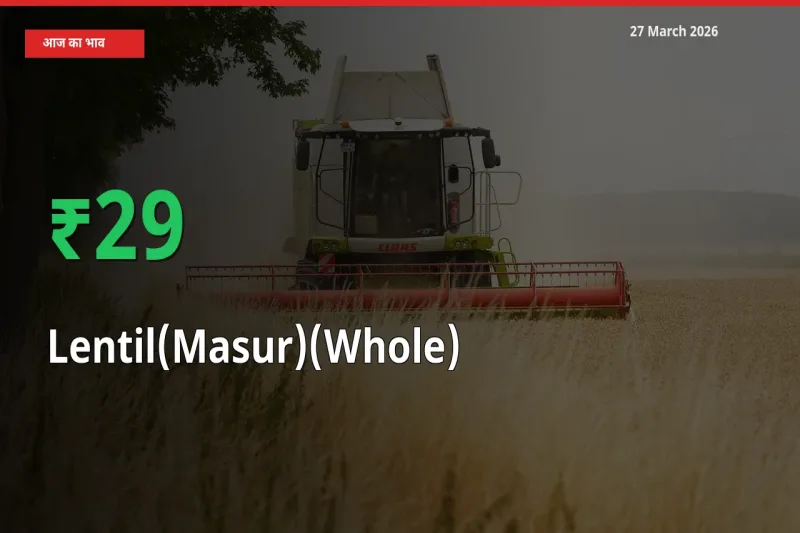 स्थानीय मंडी में मसूर दाल (साबुत) के दाम अचानक 28.85% उछले, किसान सतर्क