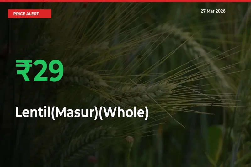 Sharp Jump! Lentil(Masur)(Whole) Prices Climb 28.85% in 24 Hours at Key Mandis