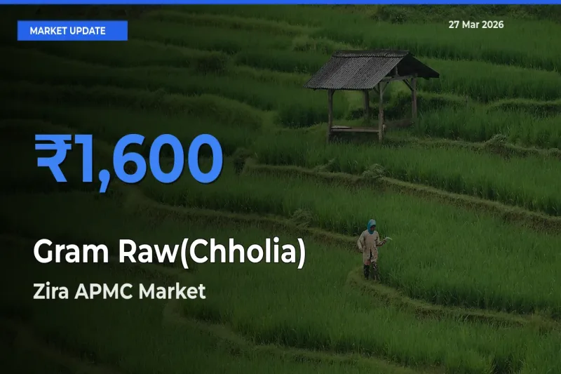 Zira APMC Tops Gram Raw(Chholia) Rates – March 27 Market Update