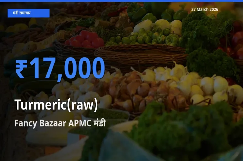 आज का मंडी भाव: हल्दी (कच्ची) के सबसे ज़्यादा दाम Fancy Bazaar APMC में