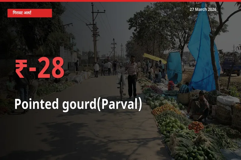 परवल 28.23% गिरा, मंडी