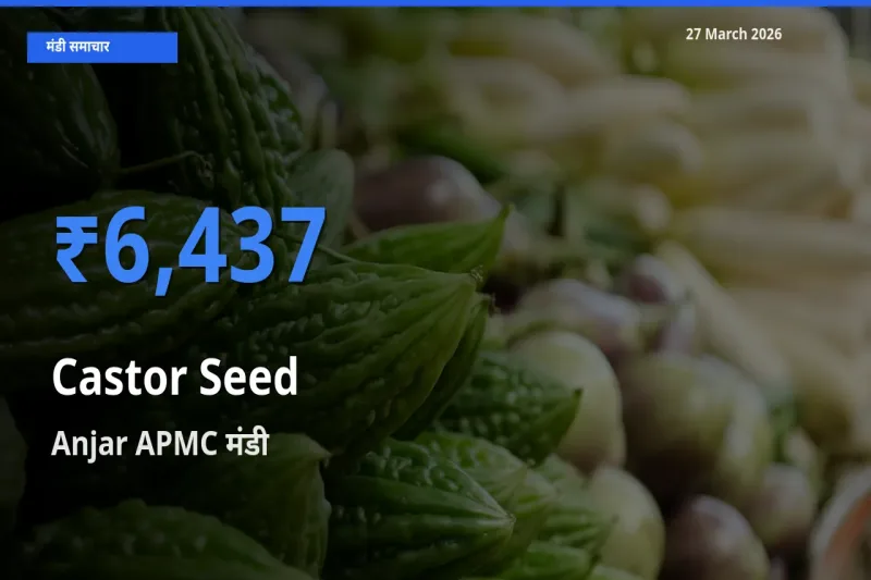 Anjar APMC में अरंडी का बीज का आज सबसे ऊँचा भाव