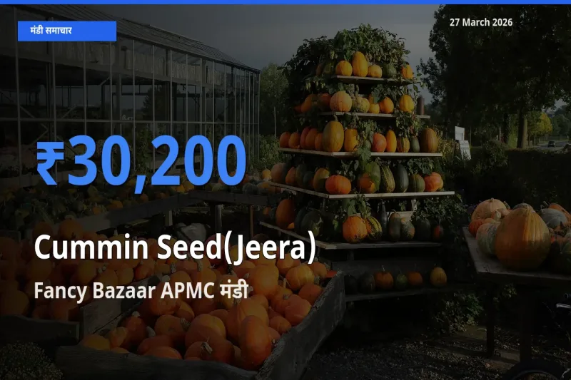 आज जीरा के सबसे ऊँचे दाम ₹30,200 Fancy Bazaar APMC मंडी में