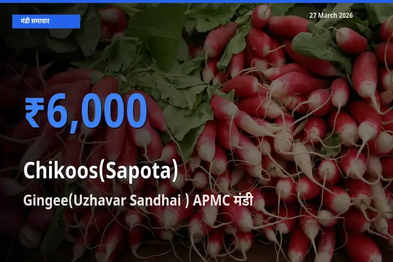 आज चीकू के सबसे ज़्यादा दाम Gingee(Uzhavar Sandhai ) APMC मंडी में दर्ज