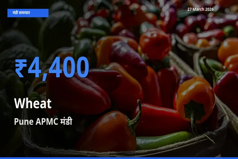 आज गेहूँ के सबसे ऊँचे दाम ₹4,400 Pune APMC मंडी में