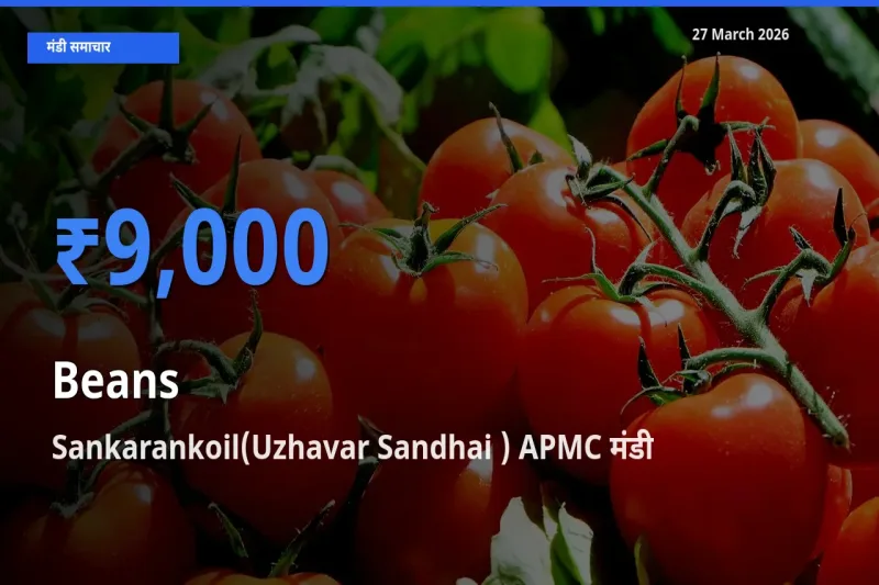 Sankarankoil(Uzhavar Sandhai ) APMC मंडी में आज फलियाँ (सेम) के सबसे ऊँचे दाम दर्ज