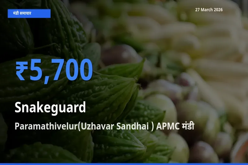 किसानों की पसंद बना Paramathivelur(Uzhavar Sandhai ) APMC, चिचिंडा (नागफनी लौकी) के सबसे अच्छे दाम
