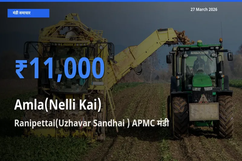 आज आंवला के सबसे ज़्यादा दाम Ranipettai(Uzhavar Sandhai ) APMC मंडी में दर्ज