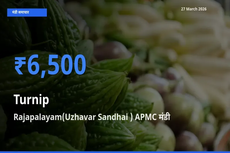बाज़ार संकेत: Rajapalayam(Uzhavar Sandhai ) APMC बना शलजम के लिए आज की टॉप मंडी