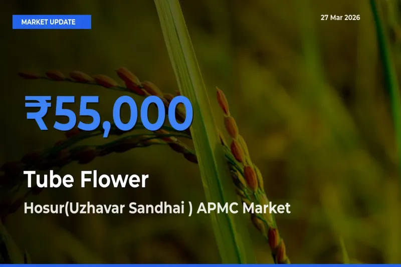 Hosur(Uzhavar Sandhai ) APMC Tops Tube Flower Mandi Rates Today