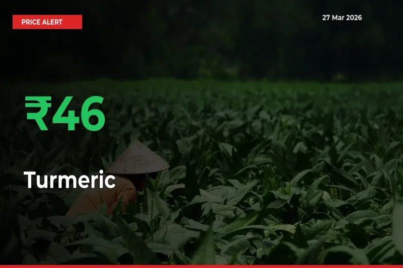 45.97% Spike in Turmeric Prices – Mandi Sees Sudden Rally