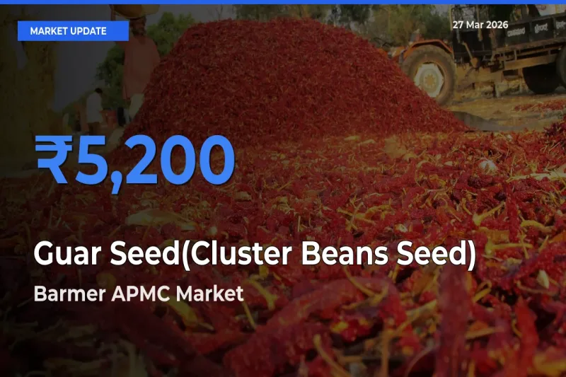 Market Watch: Barmer APMC Becomes Top Mandi for Guar Seed(Cluster Beans Seed)