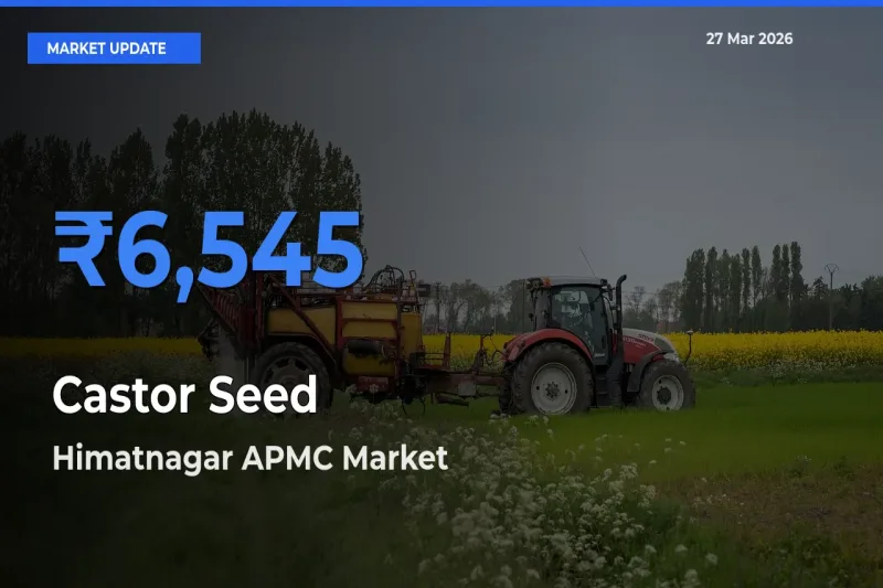 Himatnagar APMC Leads as Top Mandi for Castor Seed Prices