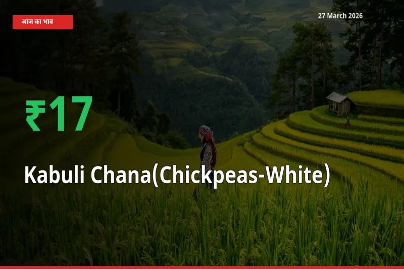 काबुली चना के दाम प्रमुख मंडी में 17.15% बढ़े, 24 घंटे में बड़ा बदलाव