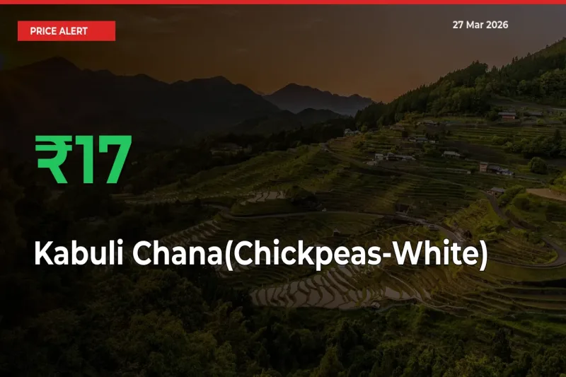 Big Rally! Kabuli Chana(Chickpeas-White) Climbs 17.15% in 24 Hours at Top Mandis