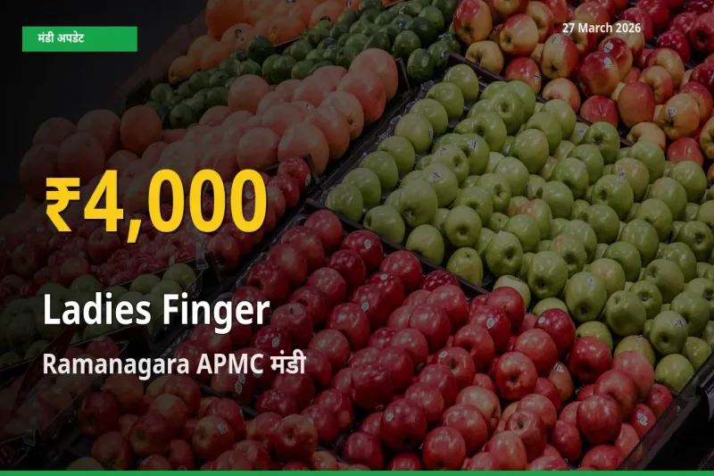 भिंडी के दामों में रिकॉर्ड तेज़ी, Ramanagara APMC