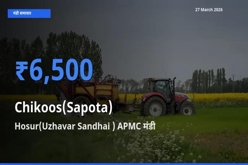बाज़ार संकेत: Hosur(Uzhavar Sandhai ) APMC बना चीकू के लिए आज की टॉप मंडी