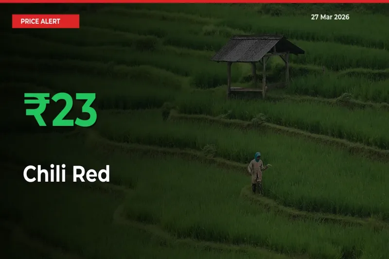 This Mandi Records 23.46% Jump in Chili Red Prices