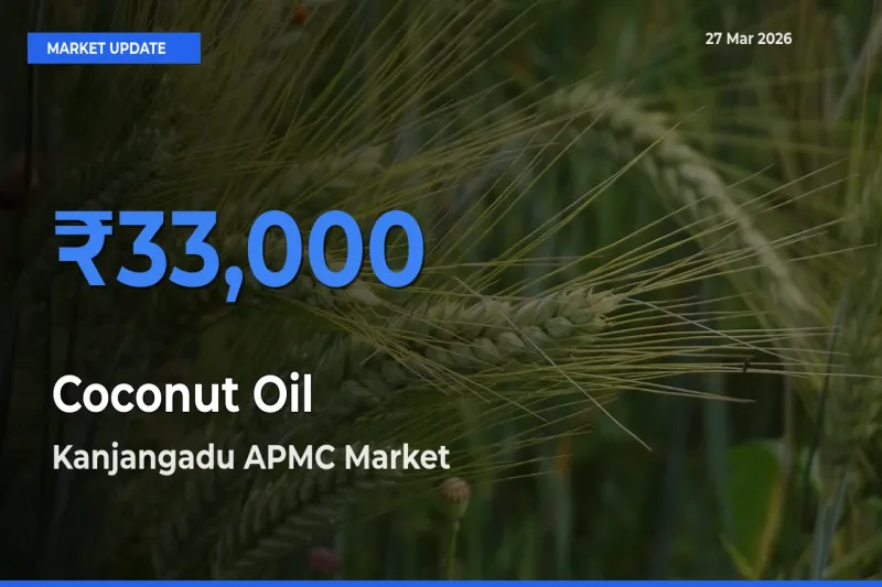 Kanjangadu APMC Offers ₹33,000 – Highest Coconut Oil Rate Today