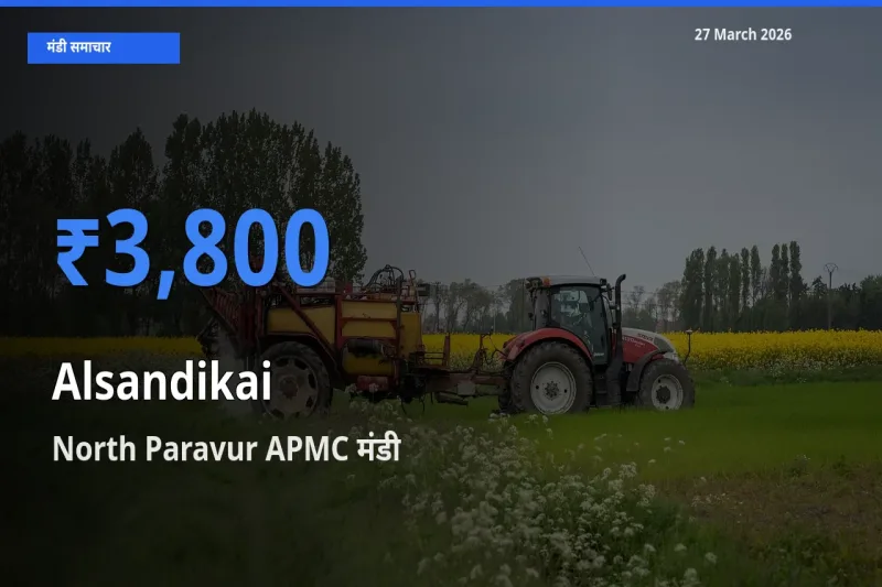 आज लोबिया (चावली) की फली के सबसे ज़्यादा दाम North Paravur APMC मंडी में दर्ज