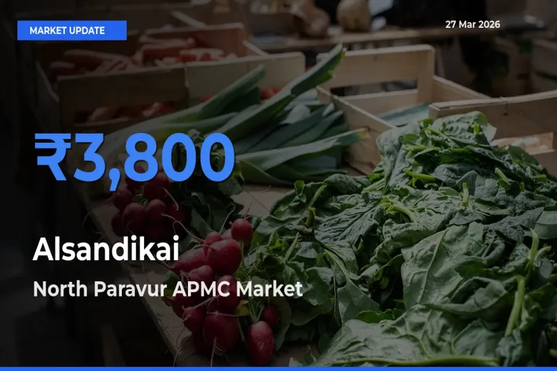 Farmers Prefer North Paravur APMC as Alsandikai Hits Highest Rate
